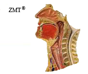 pib zmt zunge 003